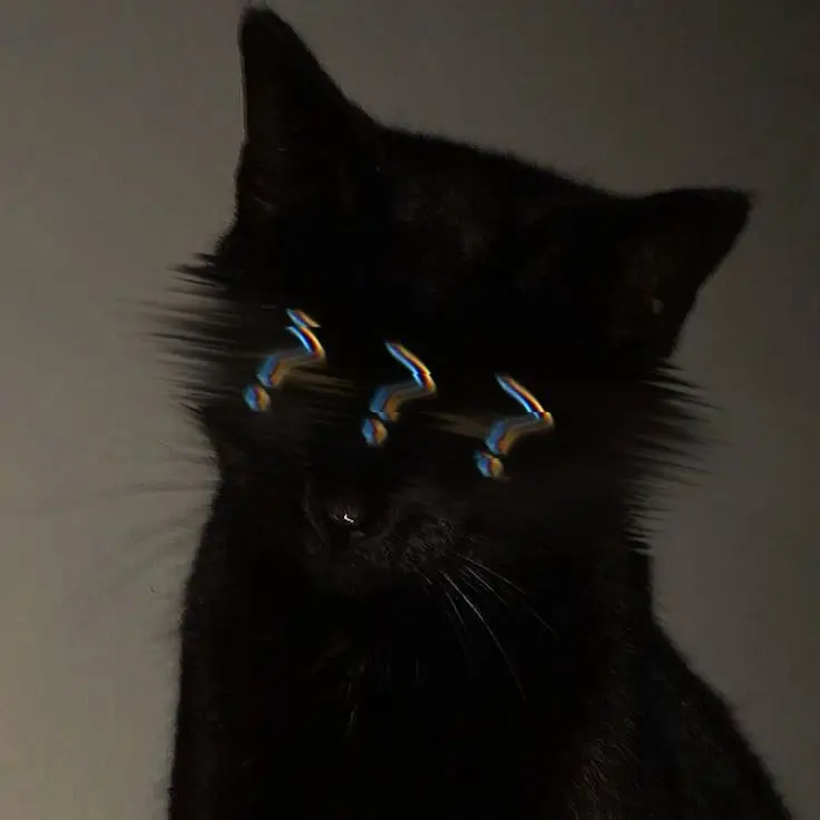 cool-pfp-editor cool-pfp-editor