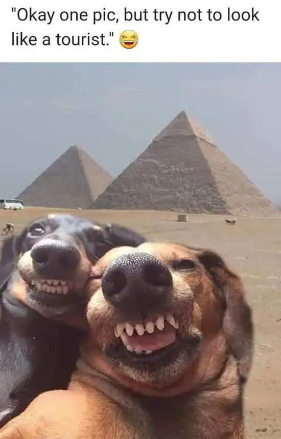 funny-goofy-ahh-pictures funny-goofy-ahh-pictures